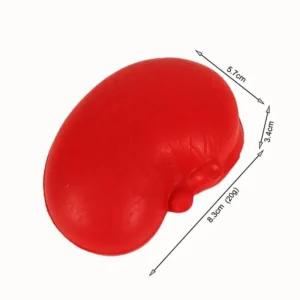 Novelty Organ-shaped Stress Ball Set